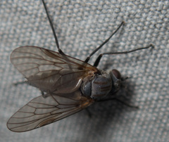 Symphoromyia