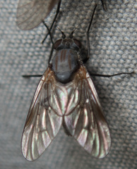 Symphoromyia