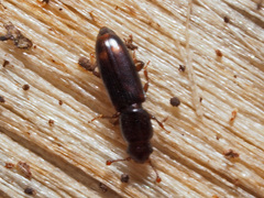 Rhizophagus bipustulatus