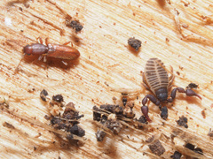 Silvanus unidentatus