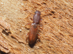 Silvanus unidentatus