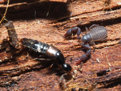 Gabrius splendidulus