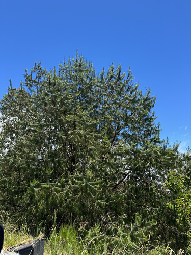 Pinus observed 2026-06-08