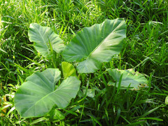 Colocasieae