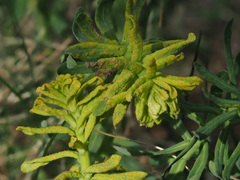 Pucciniaceae