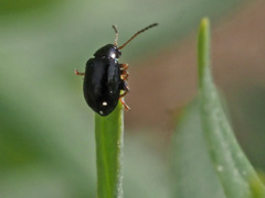 Aphthona