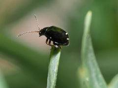 Aphthona