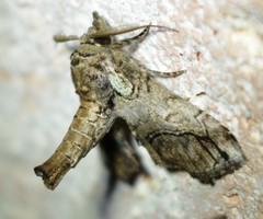 Paectes abrostolella