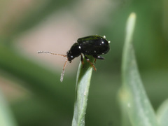 Aphthona