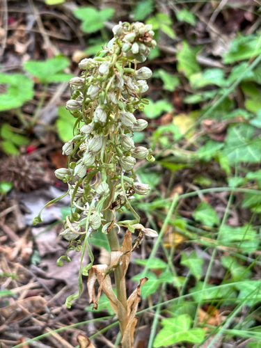 Lizard Orchid