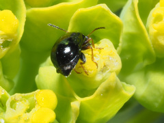 Aphthona