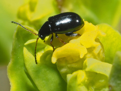 Aphthona