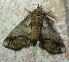 Paectes abrostolella