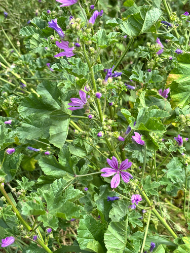 Common Mallow