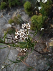 Ixodia achillaeoides