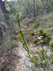 Ixodia achillaeoides