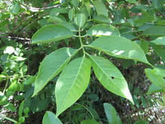 Euonymus hamiltonianus sieboldianus