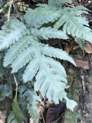 Tectaria fuscipes