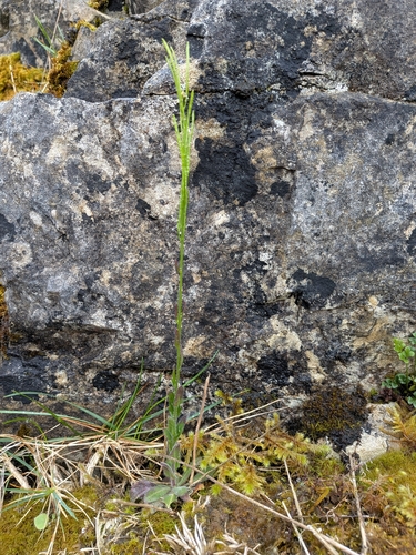 Arabis hirsuta