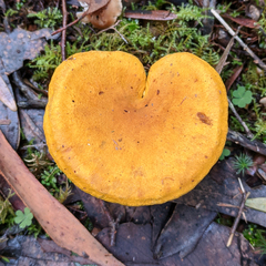 Austropaxillus muelleri