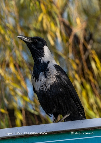 Collared Crow