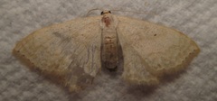 Scopula inductata