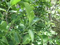 Euonymus hamiltonianus sieboldianus