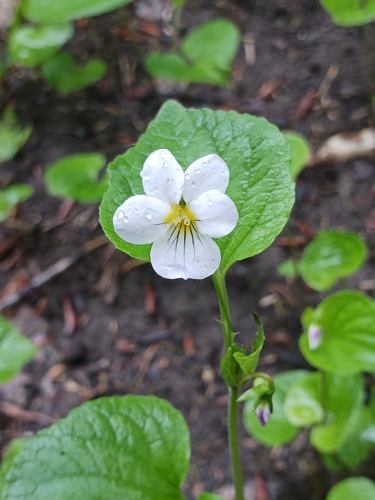 western Canada violet