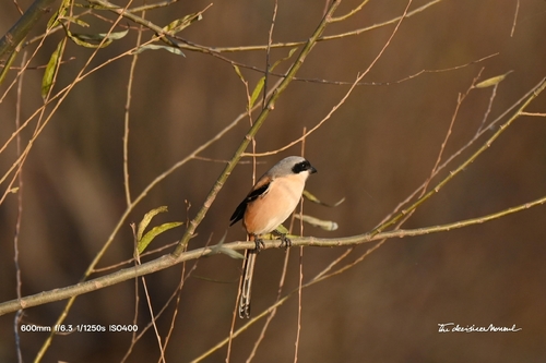 Long-tailed Shrike