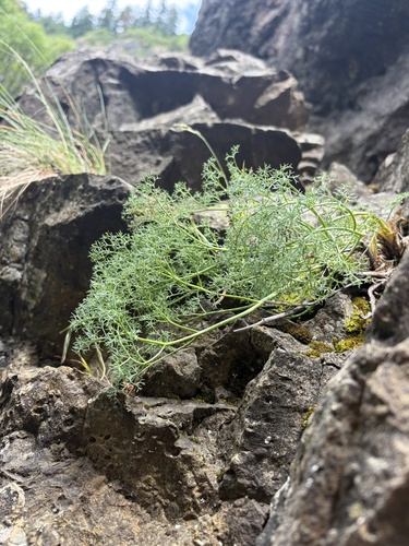 Lomatium grayi observed 2026-06-07