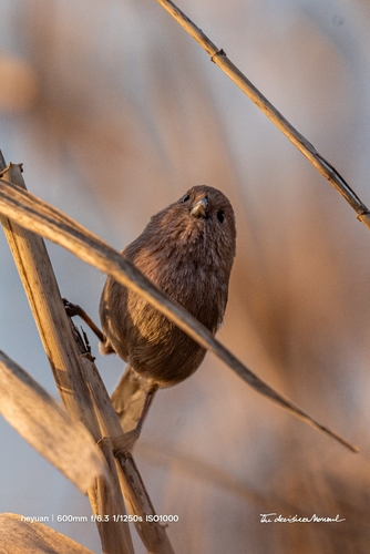 Vinous-throated Parrotbill