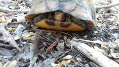 Terrapene carolina yucatana