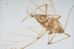 Acyrthosiphon kondoi