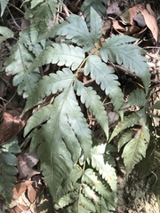 Tectaria fuscipes