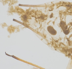 Acyrthosiphon kondoi