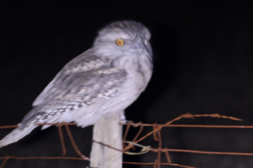 Tawny Frogmouth