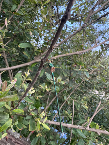 Western Willow Spreadwing