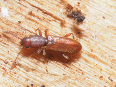Silvanus unidentatus