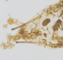 Acyrthosiphon kondoi