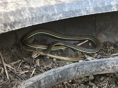 Dendrelaphis caudolineatus