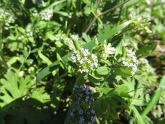 Valerianella locusta