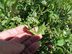 Valerianella locusta