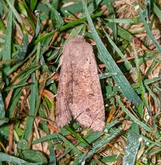 Orthosia pacifica