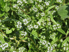 Valerianella locusta