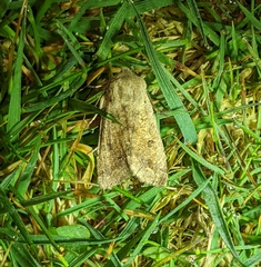 Orthosia pacifica