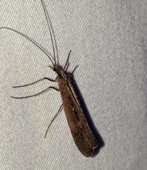 Glyphopsyche irrorata
