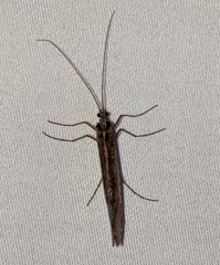Glyphopsyche irrorata