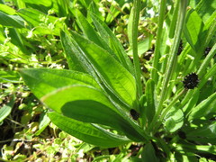 Plantago lanceolata