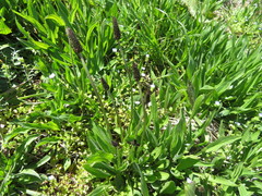 Plantago lanceolata