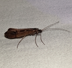 Glyphopsyche irrorata